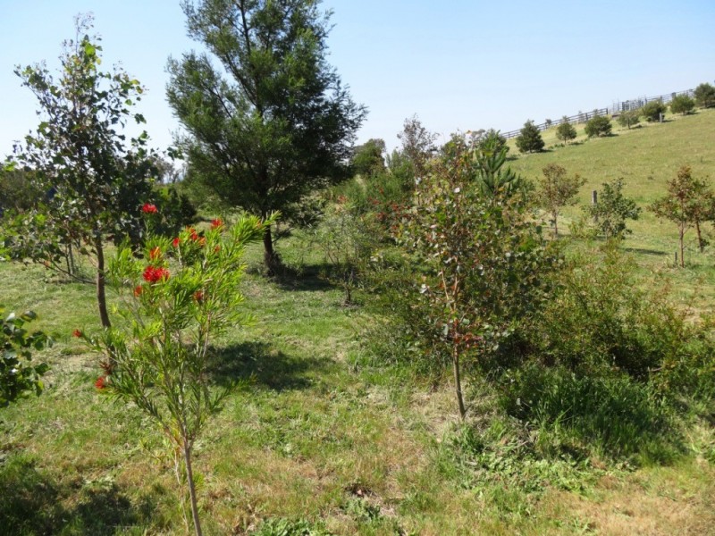 660 Sams Corner Rd, Bemboka NSW 2550