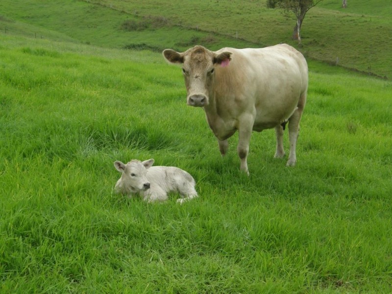 660 Sams Corner Rd, Bemboka NSW 2550