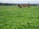 7545 Princes Hwy, Cann River VIC 3890