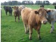 7545 Princes Hwy, Cann River VIC 3890
