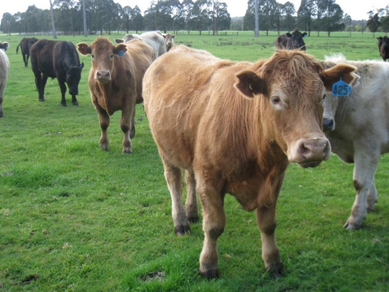 7545 Princes Hwy, Cann River VIC 3890