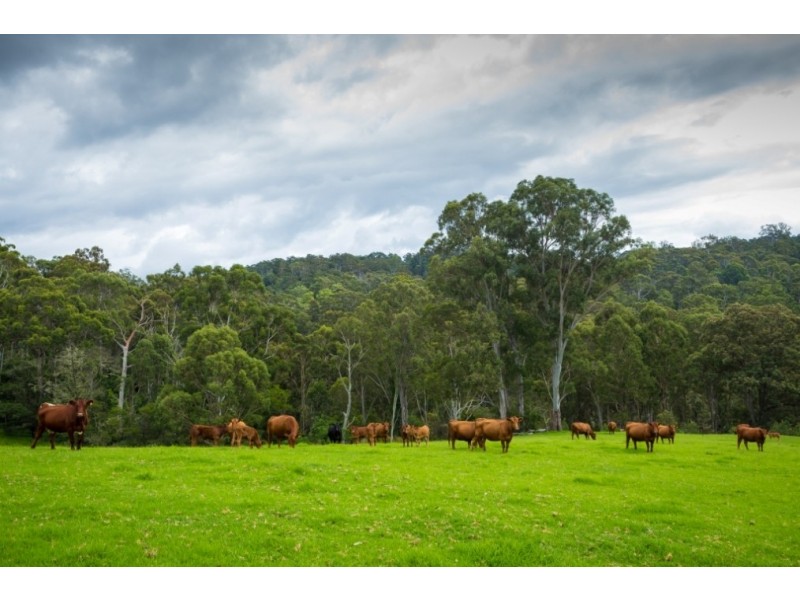 Brogo NSW 2550