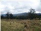549 Yankees Gap Road, Bemboka NSW 2550