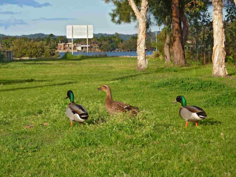 167 North Burge Road, Woy Woy NSW 2256