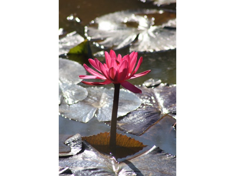 Lot 32 Karumba Place, Beerwah QLD 4519