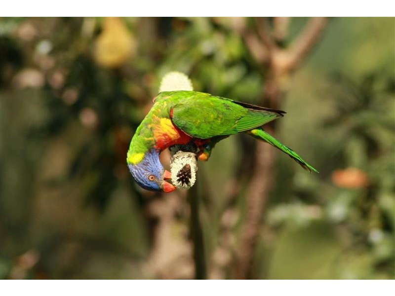 Lot 12 Lakefield Crescent, Beerwah QLD 4519