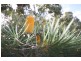 Lot 20 Lachlan Crescent, Beerwah QLD 4519