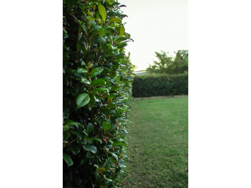 27 Clark Avenue, Glass House Mountains QLD 4518