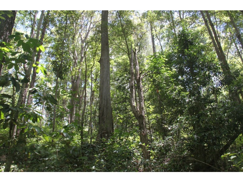 666 Peachester Road, Beerwah QLD 4519