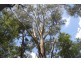 666 Peachester Road, Beerwah QLD 4519