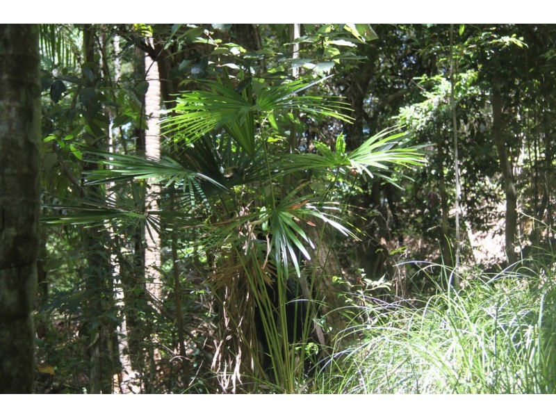 666 Peachester Road, Beerwah QLD 4519