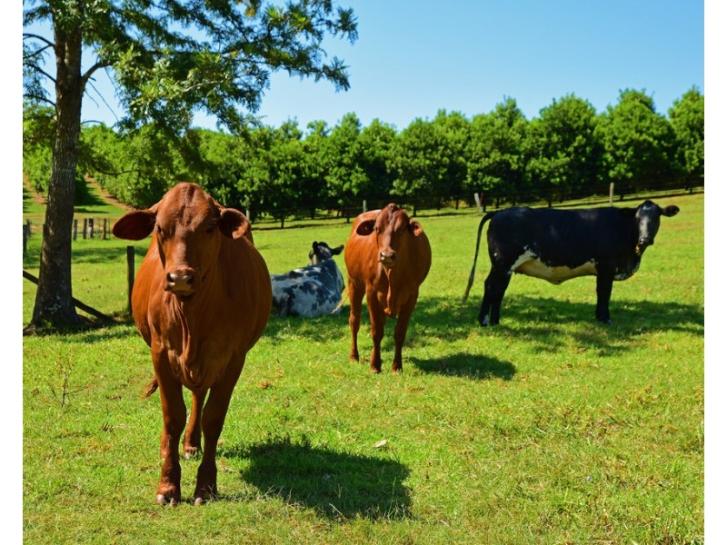 Lot 1 7 William Street, Landsborough QLD 4550