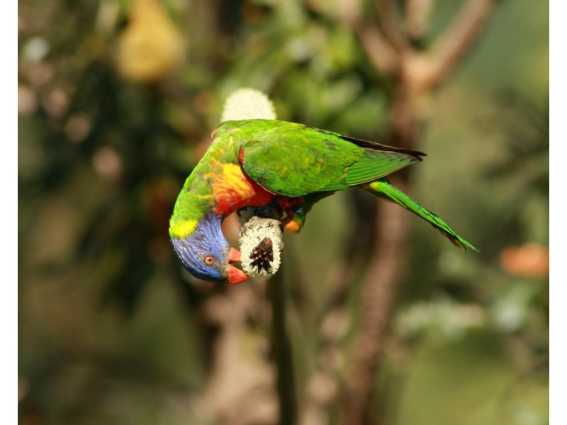 65 Coonowrin Road, Glass House Mountains QLD 4518