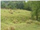 1179 Kilcoy-Beerwah Road, Woodford QLD 4514