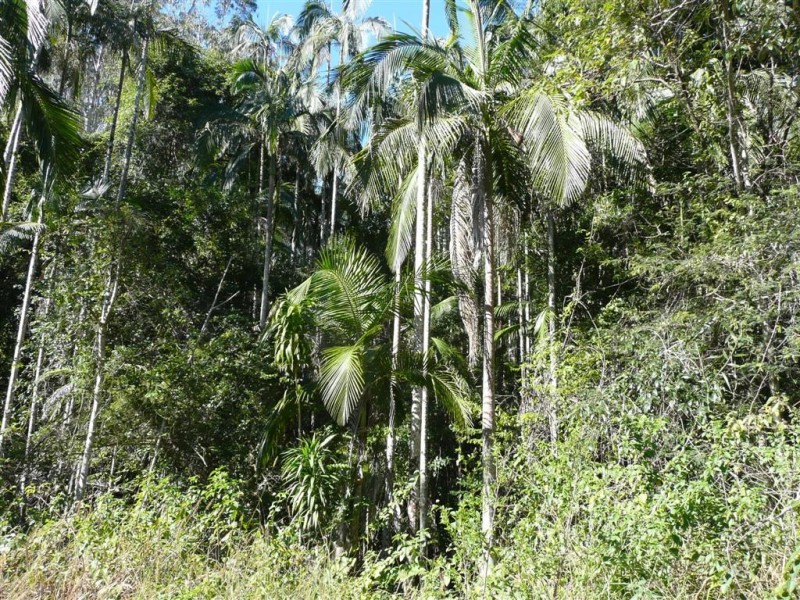 Lot 570 Gowens Road, Peachester QLD 4519