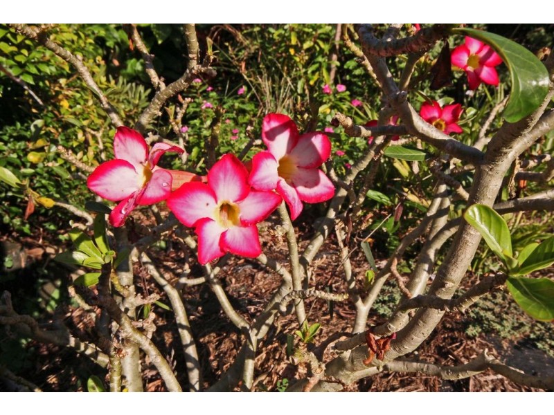 28 Hillside Road, Glass House Mountains QLD 4518