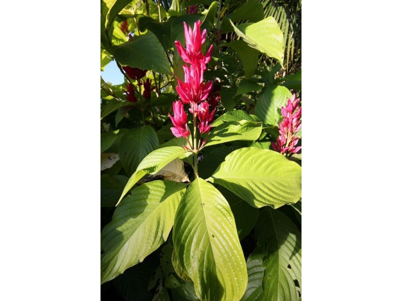 28 Hillside Road, Glass House Mountains QLD 4518