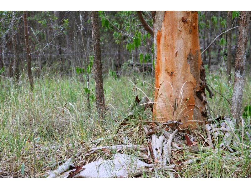86 Calderwood Road, Landsborough QLD 4550
