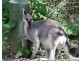 Lot 3 Pikes Road, Glass House Mountains QLD 4518