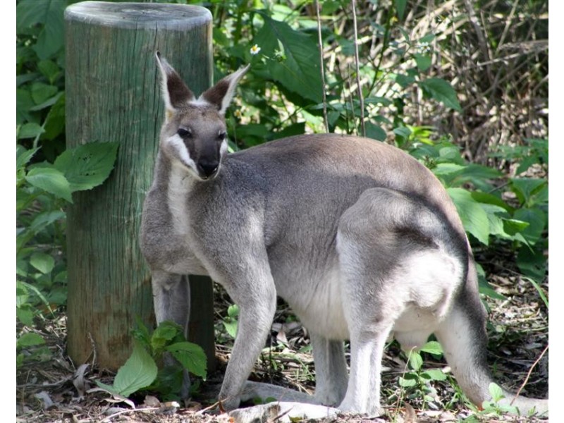 Lot 3 Pikes Road, Glass House Mountains QLD 4518