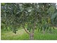 84 Reserve Lane, Peachester QLD 4519