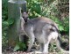 Lot 58 Palmerston Crescent, Beerwah QLD 4519
