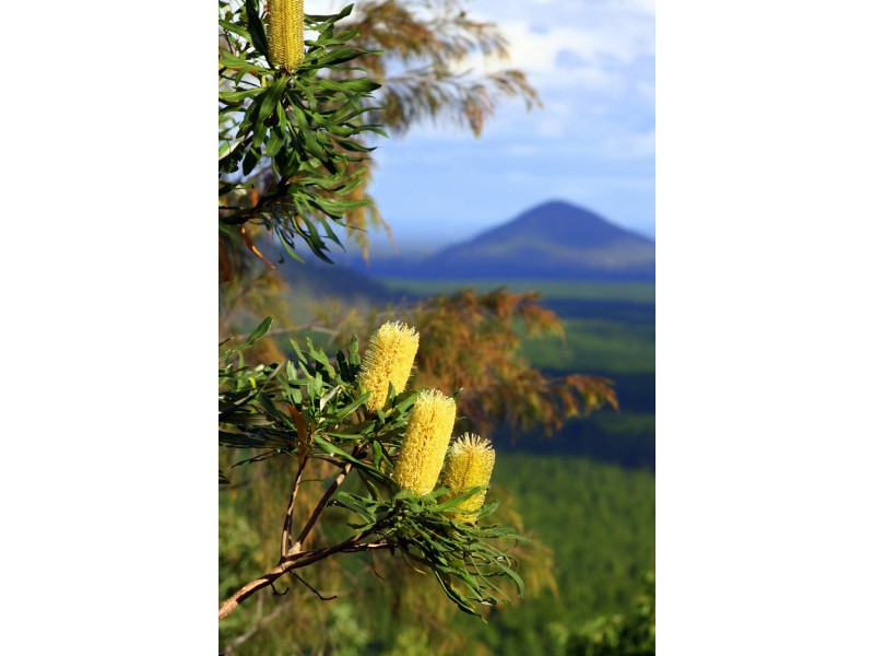 Lot 77 Culgoa Court, Beerwah QLD 4519