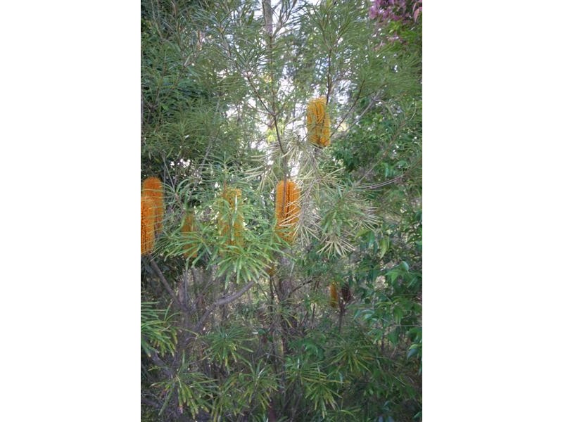 Lot 52 Kate Court, Beerwah QLD 4519