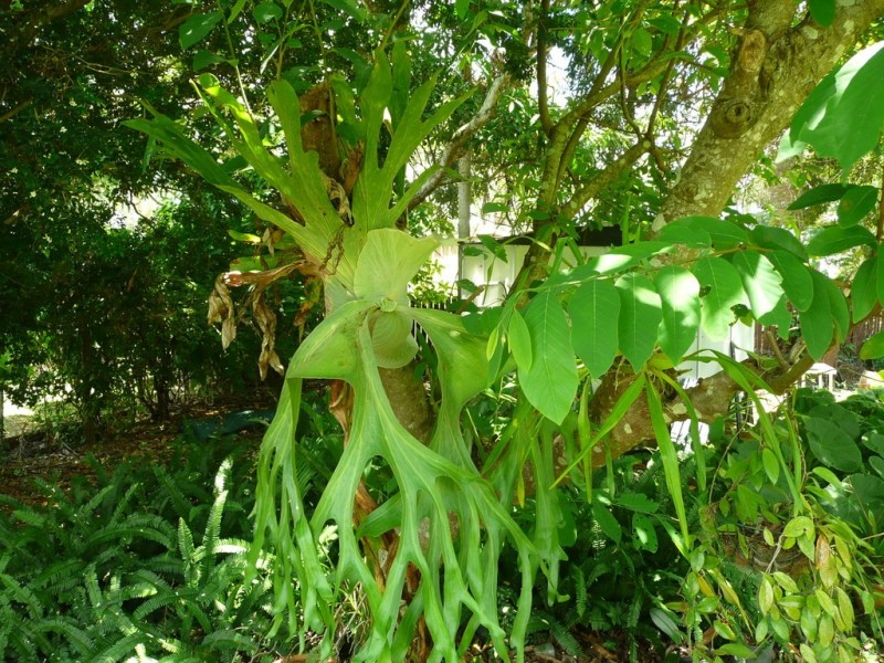 10 Ruwa Drive, Glass House Mountains QLD 4518