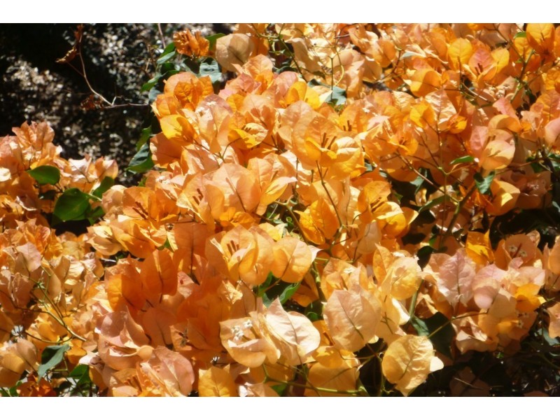 10 Ruwa Drive, Glass House Mountains QLD 4518