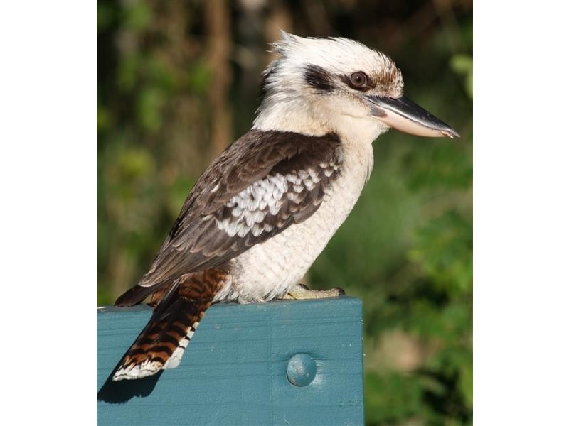 Lot 35/20 Gordon Place, Glass House Mountains QLD 4518