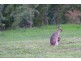 83 Morrisons Road, Peachester QLD 4519