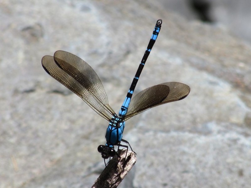 1900 – Lot 4 Maleny-Stanley River Road, Maleny QLD 4552