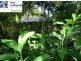 19 Old Landsborough Road, Beerwah QLD 4519