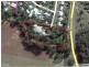 1233 Steve Irwin Way, Beerwah QLD 4519 Floorplan