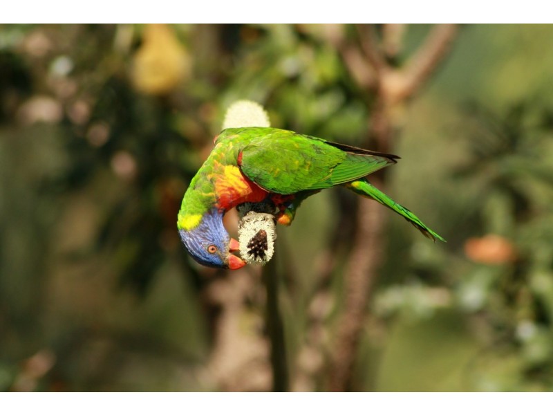 Lot 62 Palmerston Crescent, Beerwah QLD 4519