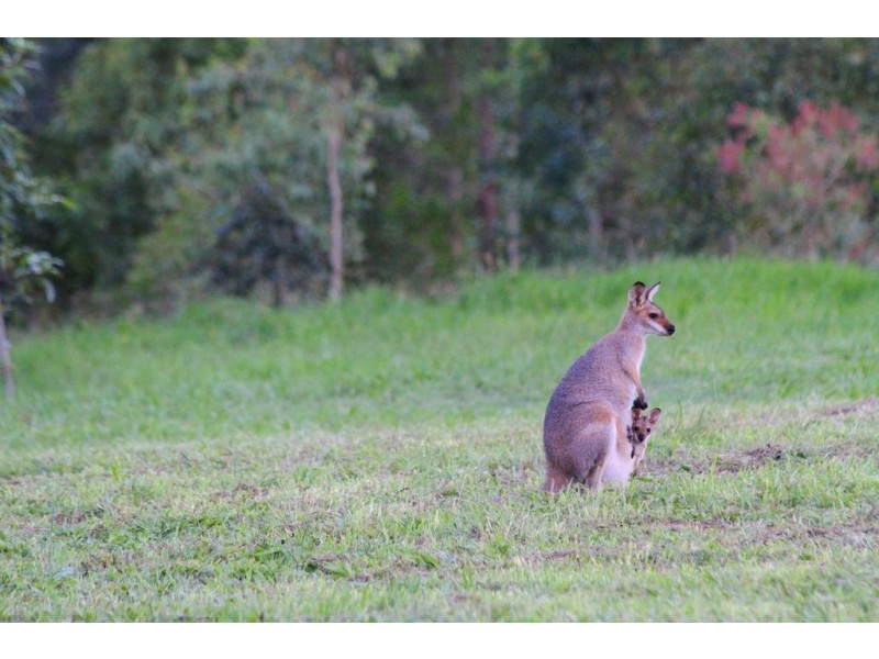 83 Morrisons Road, Peachester QLD 4519