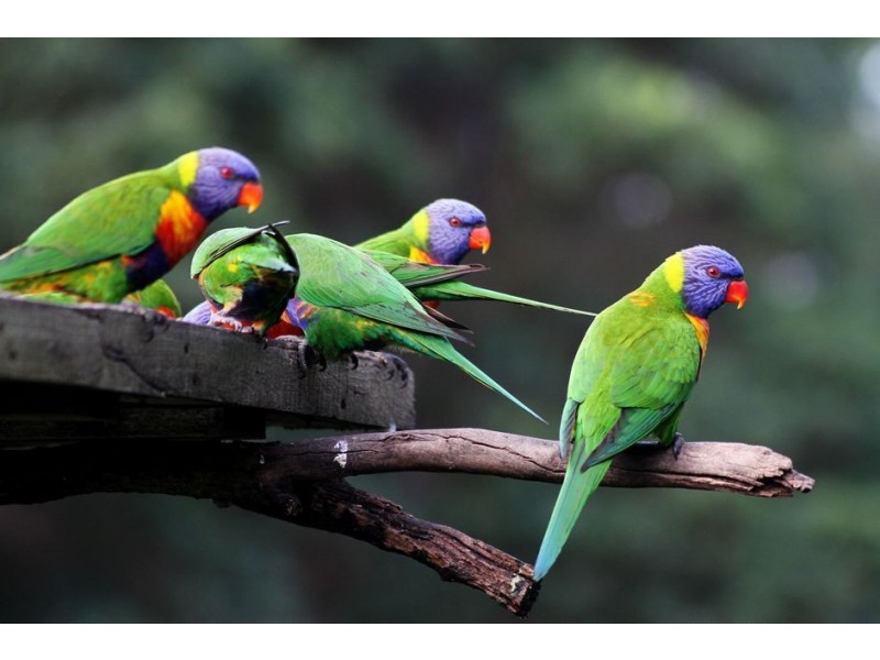 267 Mount Mellum Road, Landsborough QLD 4550