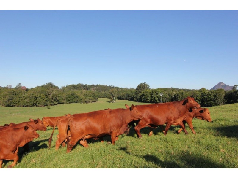 101 Bald Knob Road, Peachester QLD 4519