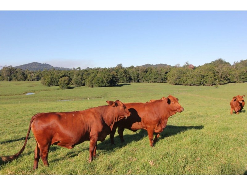 101 Bald Knob Road, Peachester QLD 4519