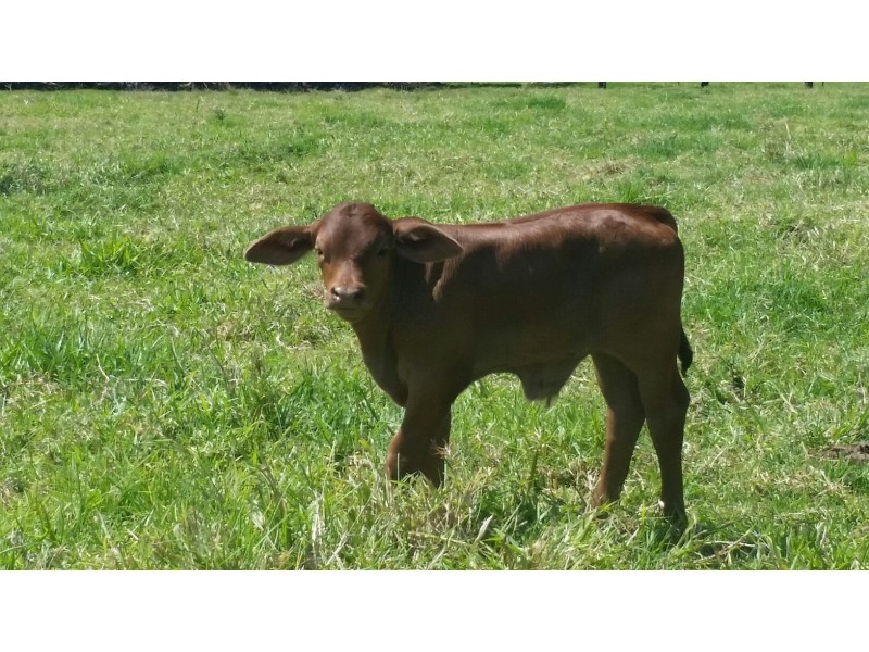 101 Bald Knob Road, Peachester QLD 4519