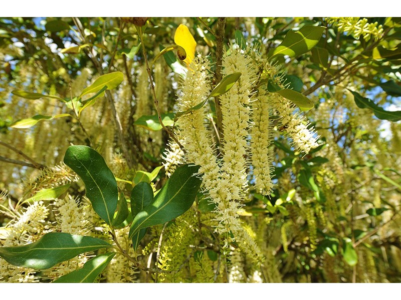 58 Candle Mountain Drive, Peachester QLD 4519