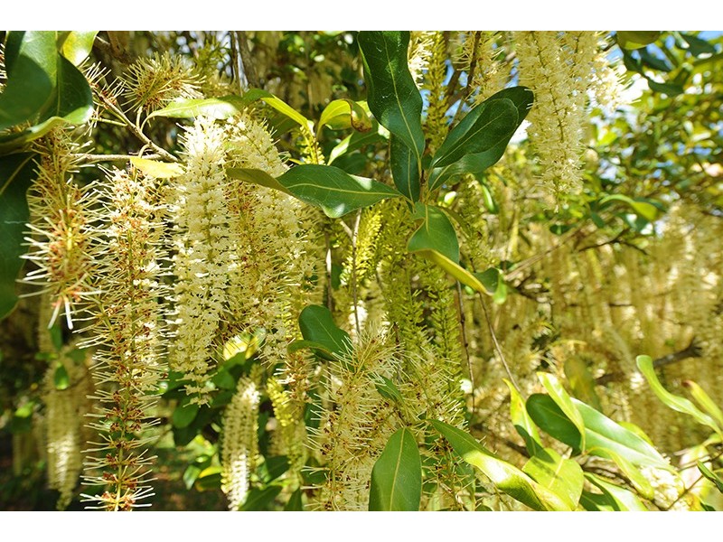 58 Candle Mountain Drive, Peachester QLD 4519