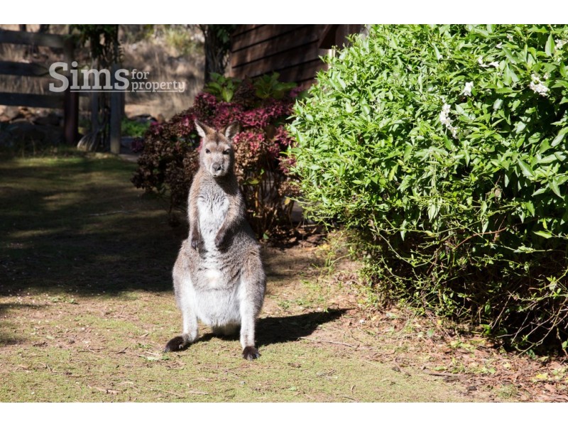 7 Heald Road, Travellers Rest TAS 7250