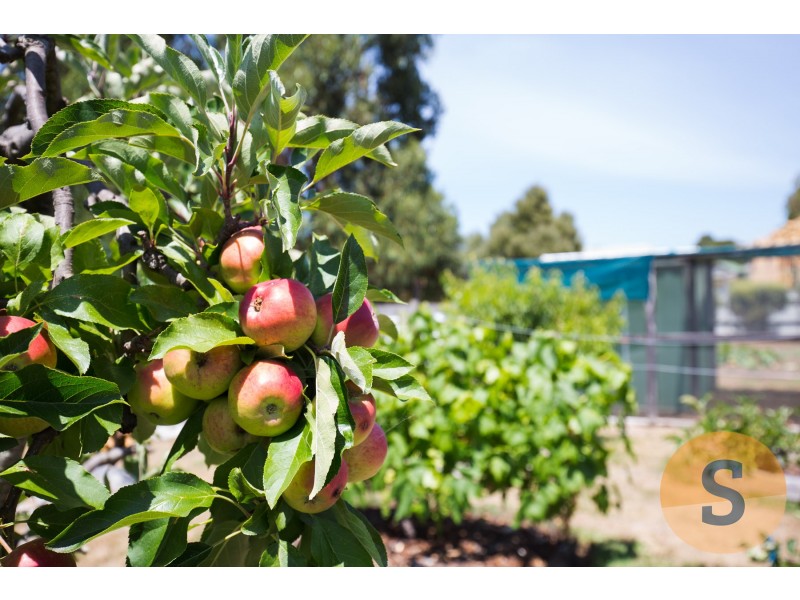 17 Jones Street, Westbury TAS 7303