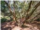 60 Hjorts Road, Loira TAS 7275