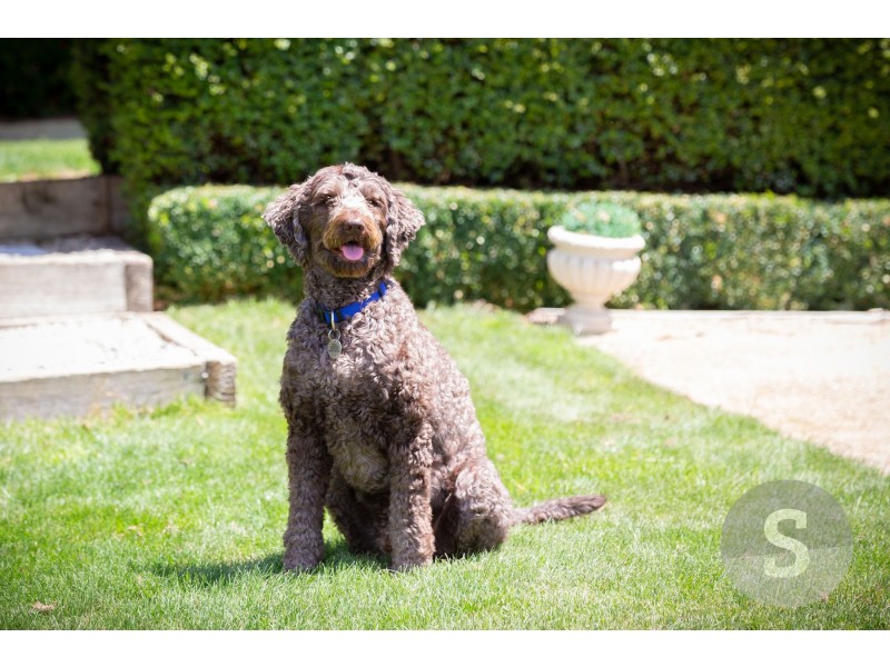 11 Riverdale Grove, Newstead TAS 7250