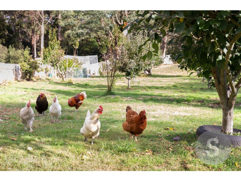 524 Brown Mountain Road, Underwood TAS 7268