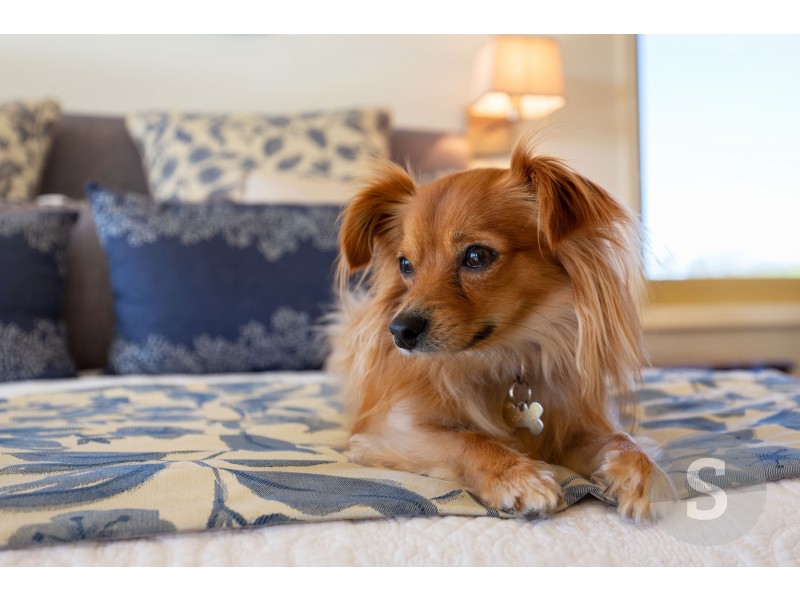 713 Hobart Road, Breadalbane TAS 7258