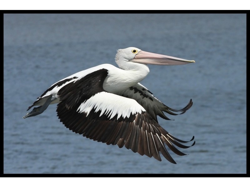 23 Woodcliffe Cres, Woody Point QLD 4019